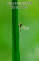 Small Translucent Minnow Mayfly of the family Baetidae ( 07 5695 ) stock photo