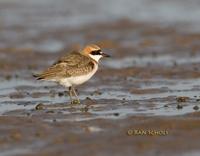 Greater sandplover C20D 02256.jpg