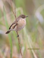Stonechat (eastern) C20D 02954.jpg