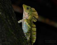 Great Anglehead Lizard