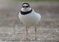 Little-Linged Plover Charadrius dubius 꼬마물떼새