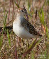 Long-toed Stint Calidris subminuta 종달도요