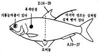 전어 Clupanodon punctatus (Temminck et Schlegel)