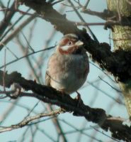 Bruant à calotte         blanche (Emberiza leucocephalos)