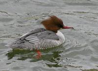 Common Merganser (Mergus merganser)