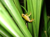 : Dendropsophus elianeae