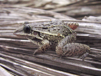 : Leptodactylus fuscus