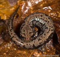 : Plethodon welleri; Weller's Salamander