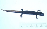 : Pseudoeurycea conanti