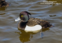 : Aythya fuligula; Tufted Duck