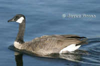 : Branta canadensis; Canada Goose