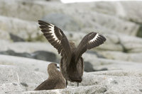 : Catharacta maccormicki; South Polar Skua