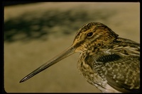 : Gallinago delicata; Wilson's Snipe