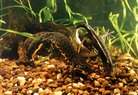 : Triturus karelinii; Southern Crested Newt