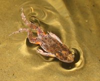 : Uperoleia laevigata; Smooth Toadlet