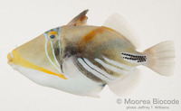: Rhinecanthus aculeatus