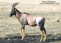 : Damaliscus lunatus ssp. jimela; Topi