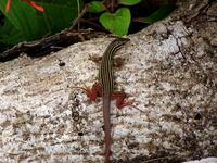 : Cnemidophorus angusticeps; Yucatan Whiptail