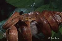 : Corallus enhydris; Amazon Tree Boa