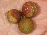 : Disholcaspis canescens; Round Honeydew Gall Wasp