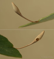 : Heteroecus sp.; Hair Capsule Gall Wasp;