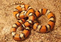 : Lampropeltis triangulum gentilis; Plains Milk Snake