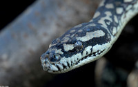 : Morelia spilota mcdowelli); Coastal Carpet Python