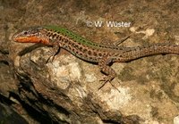 : Podarcis melisellensis; Dalmatian Wall Lizard