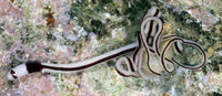 : Baseodiscus hemprichii