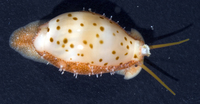 : Cypraea punctata