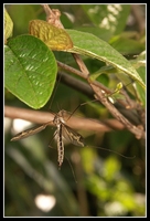 : Tipula maxima