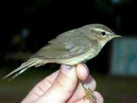 Dusky Warbler - Phylloscopus fuscatus - Ebro Delta (Catalonia) - 19th of November 2005