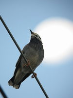 Sturnus cineraceus Grey Starling ムクドリ