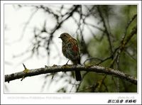 Phoenicurus schisticeps White-throated Redstart 白喉紅尾鴝 078-086