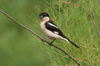 Woodchat Shrike