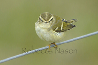 Yellow-browed warbler Photograph by Rebecca Nason