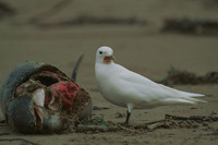 Ivory Gull