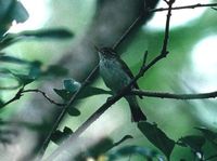 イイジマムシクイ Ijima's Leaf-Warbler Phylloscopus ijimae