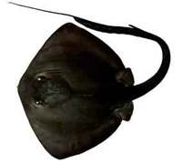 Cowtail Stingray - Pastinachus sephen