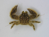 Porcellana platycheles