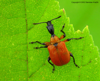Apoderus coryli - Hazel leaf-roller weevil