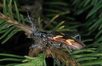 Rhagium bifasciatum
