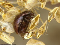 Chrysolina staphylaea