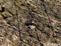 Platysoma compressum