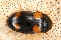 Mycetophagus quadripustulatus