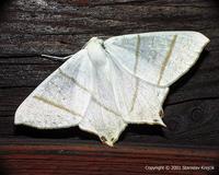 Ourapteryx sambucaria - Swallow-tailed Moth