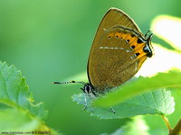 Satyrium pruni - Black Hairstreak