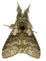 Calliteara pudibunda - Pale Tussock