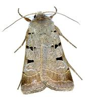 Paradiarsia glareosa - Autumnal Rustic