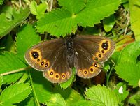 Erebia medusa - Woodland Ringlet